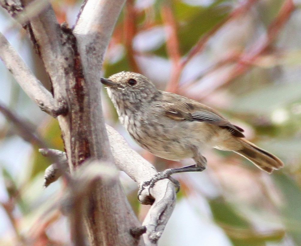 Inland Thornbill - Logan Lalonde