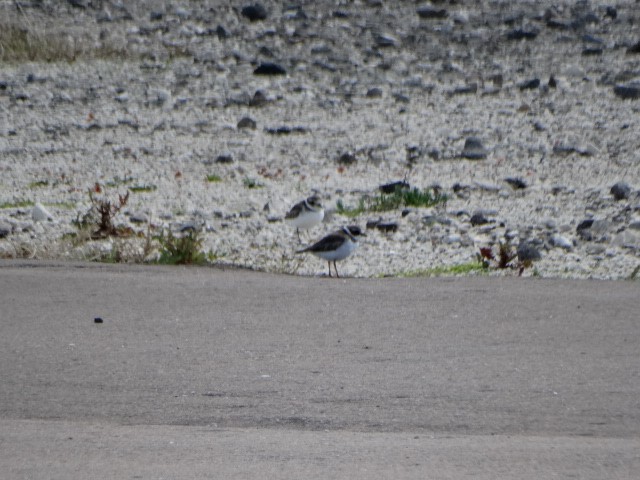 Semipalmated Plover - ML142789661