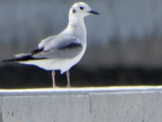 Bonaparte's Gull - ML142789791