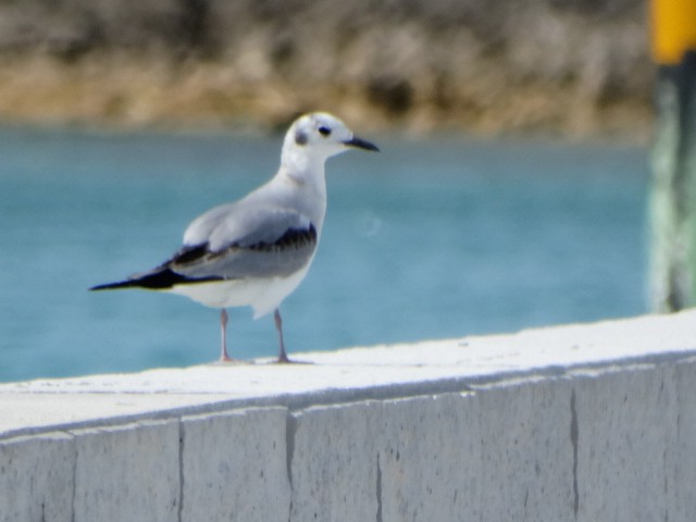 Bonaparte's Gull - ML142789911