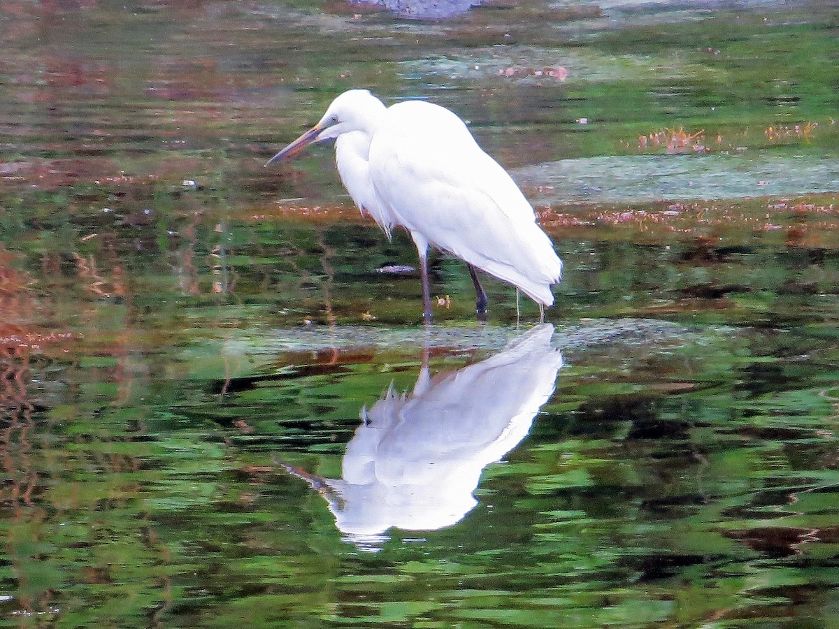 Great Egret - ML142790421