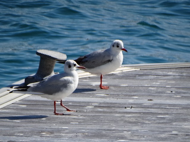 Mouette rieuse - ML142790711