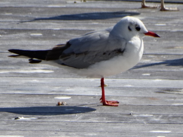 Mouette rieuse - ML142790881
