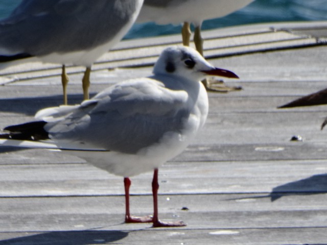 Mouette rieuse - ML142790971