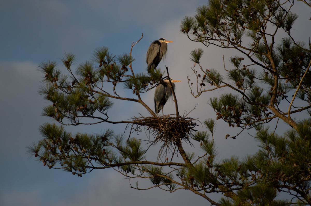 Great Blue Heron - ML142791051