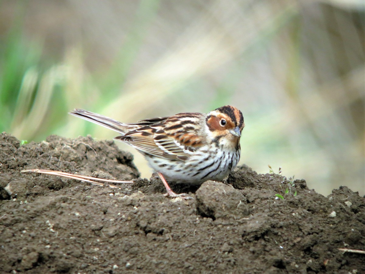 Little Bunting - ML142791071