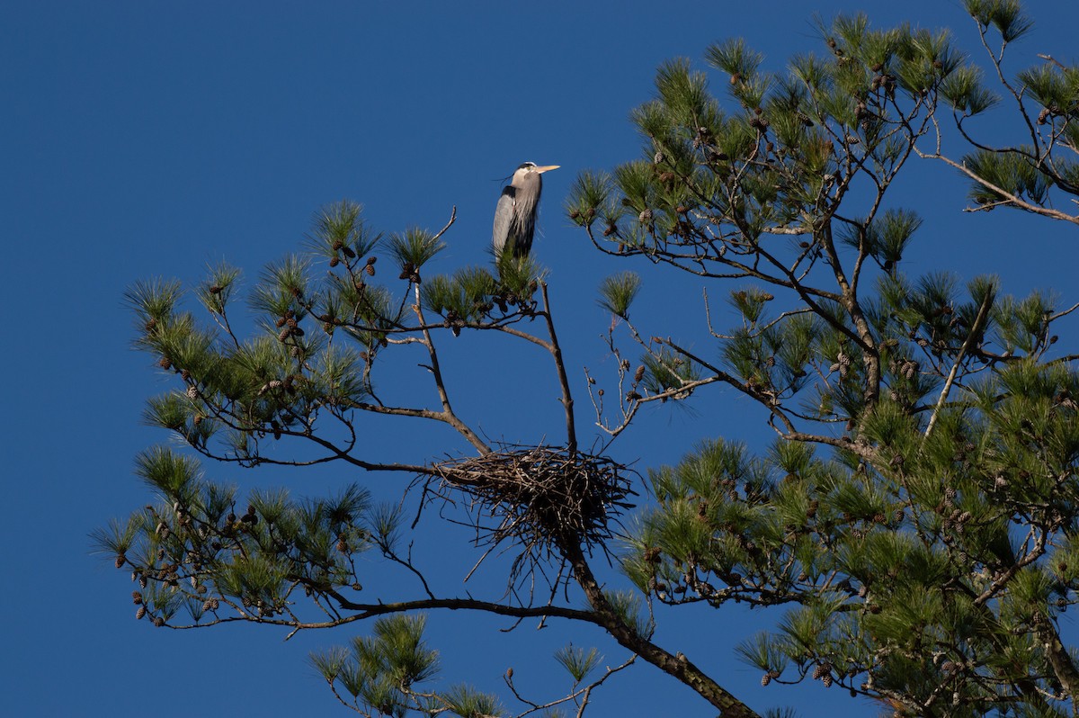 Great Blue Heron - ML142791171