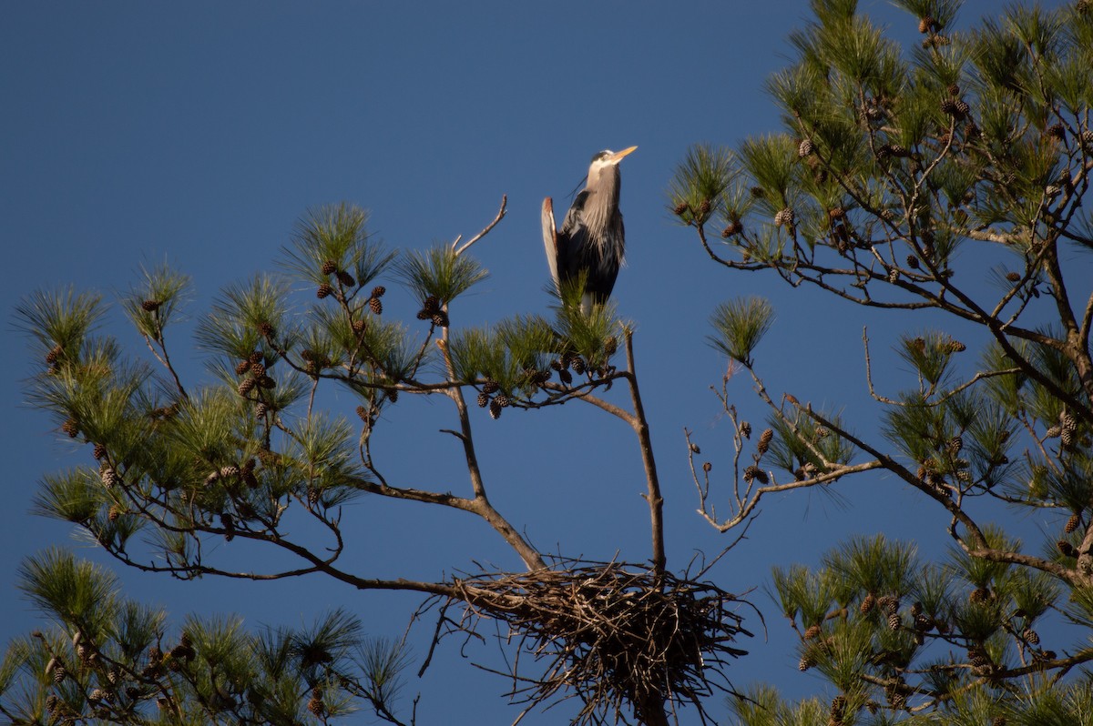 Great Blue Heron - ML142791321