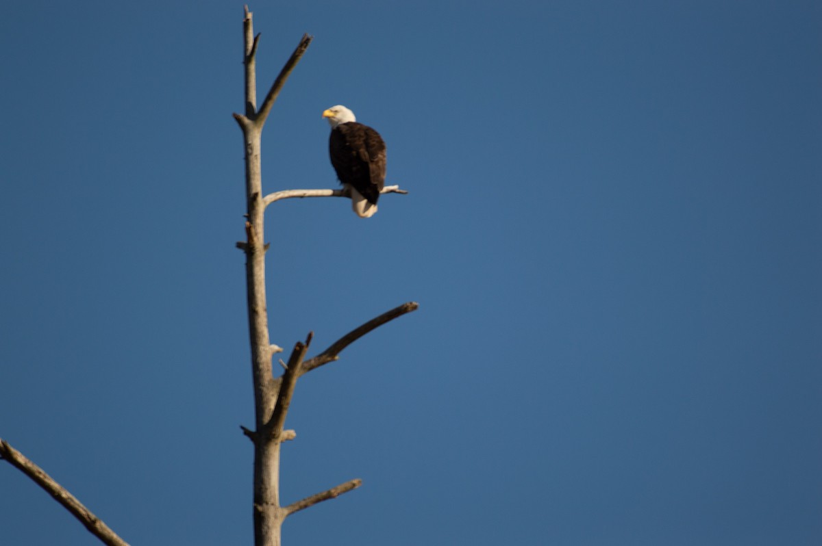 Bald Eagle - ML142791431