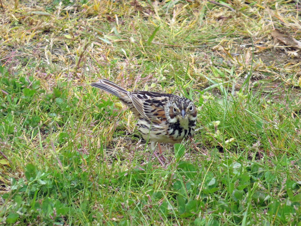 Chestnut-eared Bunting - ML142791731