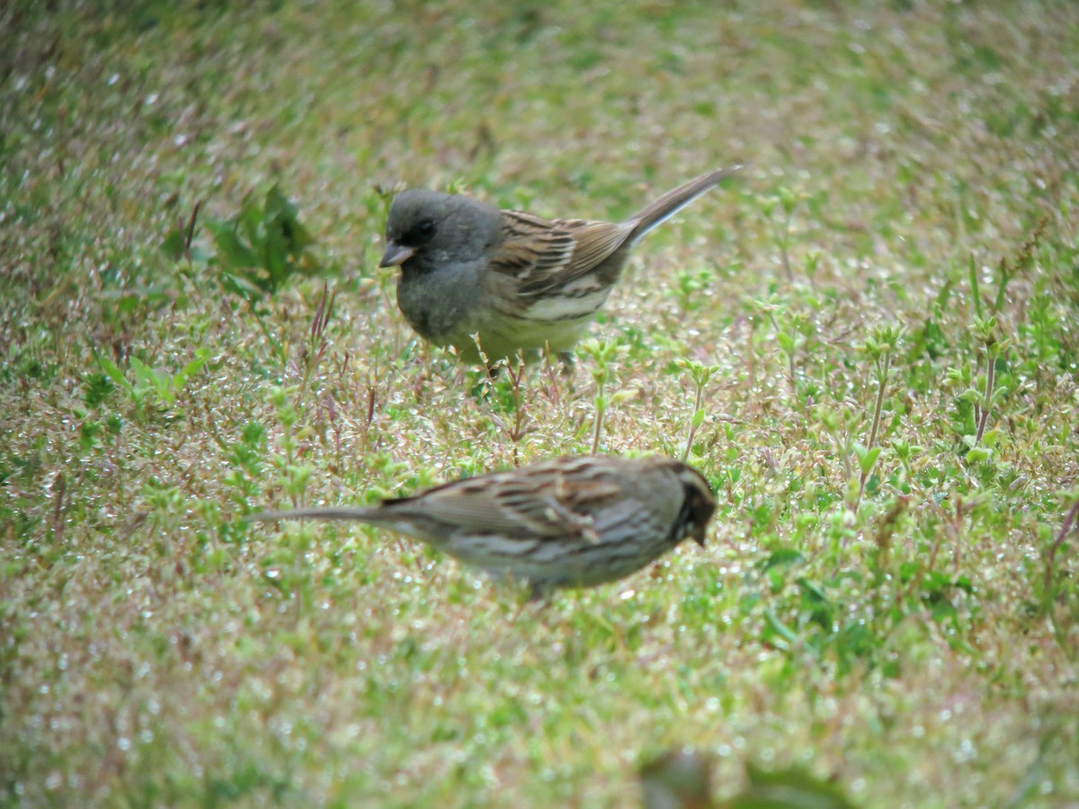 Masked Bunting - ML142791981