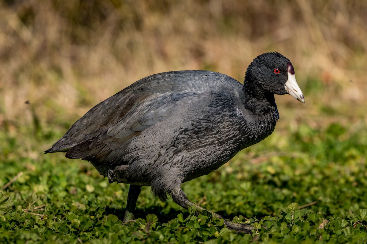American Coot - Sonia Dunning
