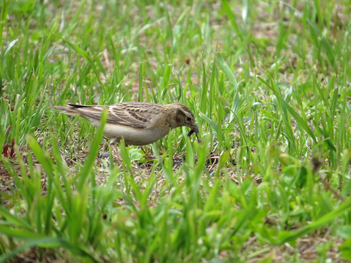 Mongolian Short-toed Lark - ML142792581