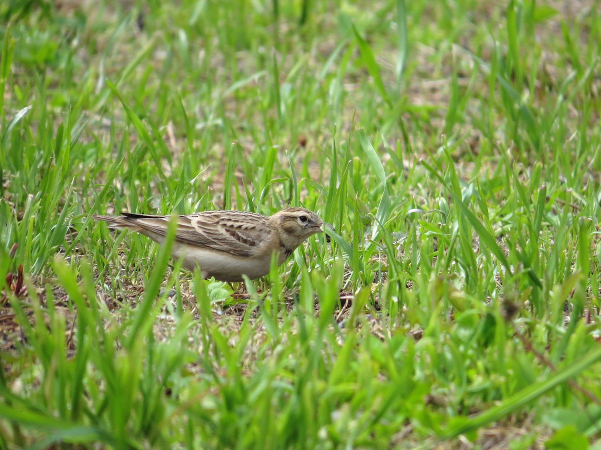 Mongolian Short-toed Lark - ML142792591