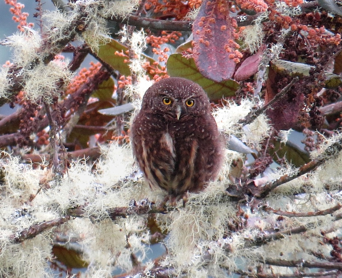 Yungas Pygmy-Owl - Terry Miller 🦅