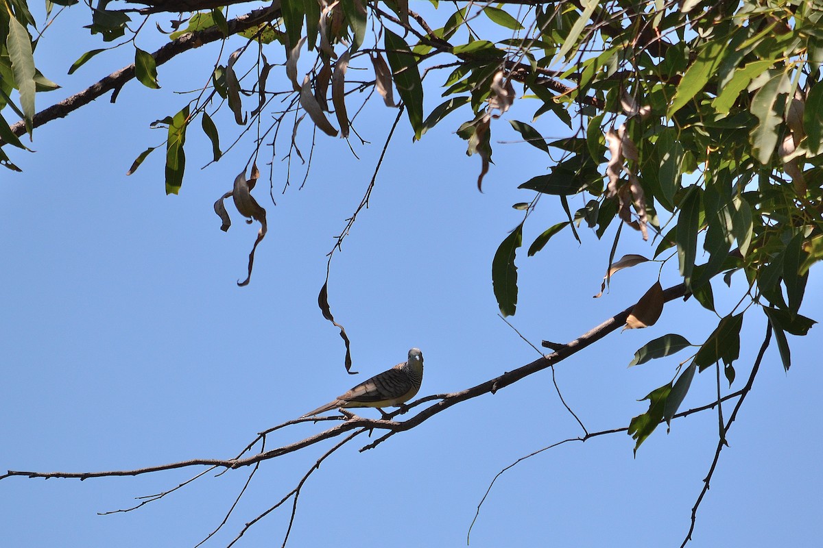 Peaceful Dove - ML142793691