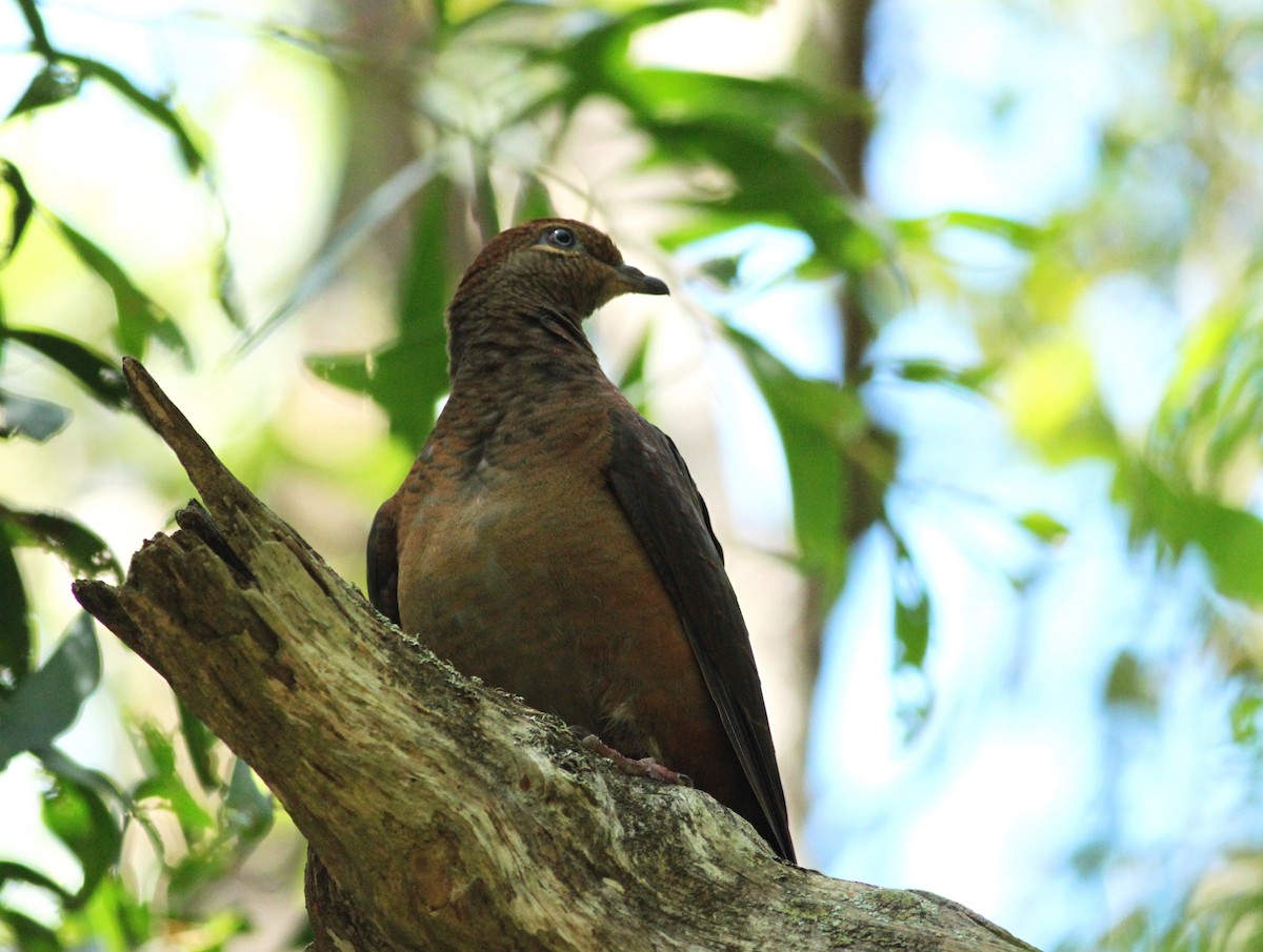 Brown Cuckoo-Dove - ML142793961