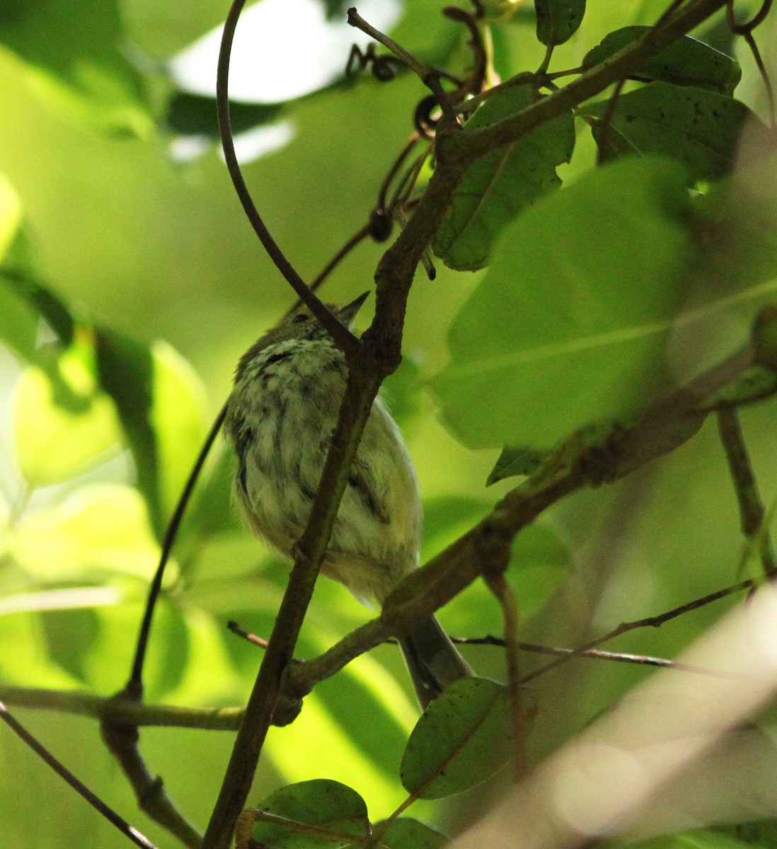 Brown Thornbill - ML142794061