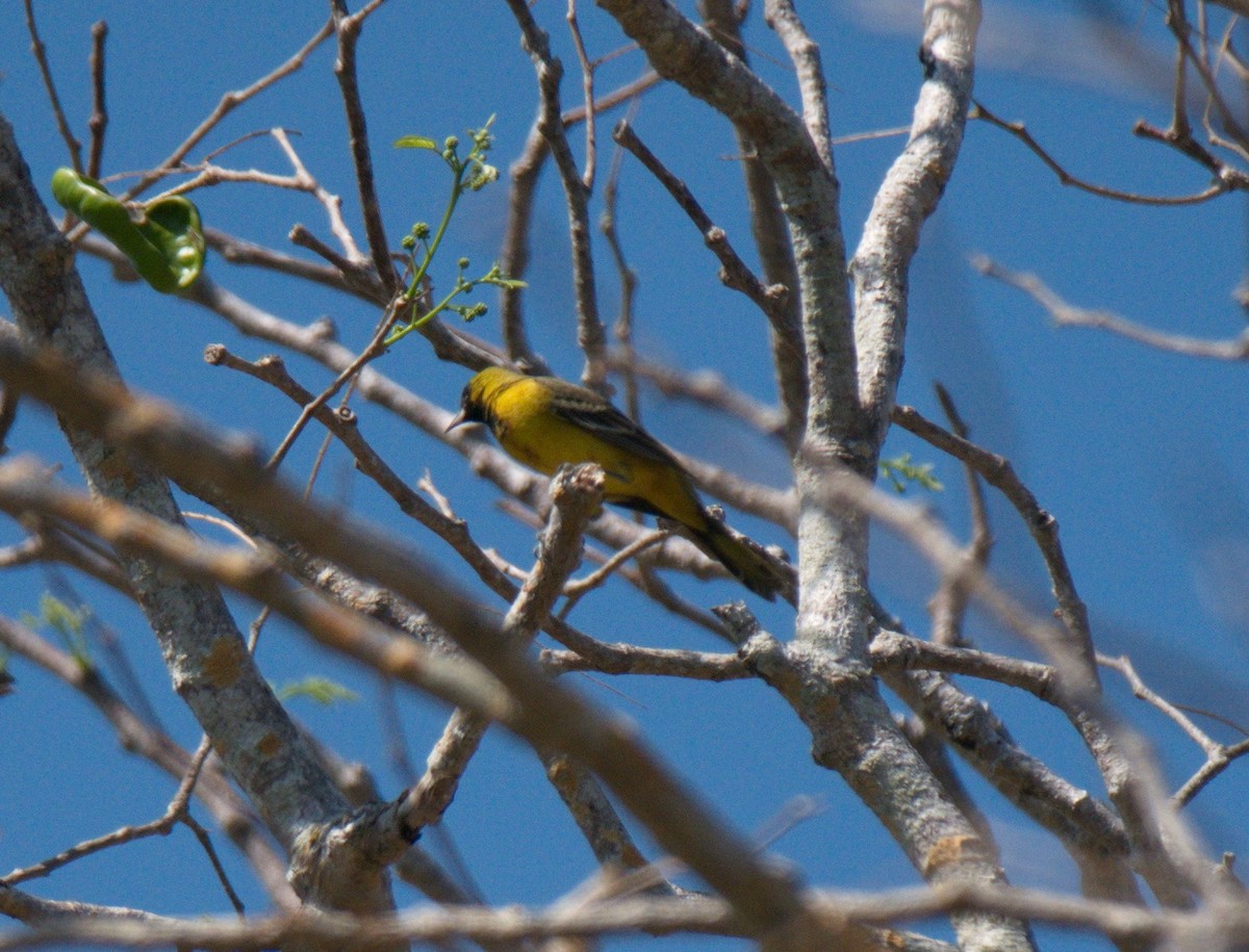 Orchard Oriole - ML142794941