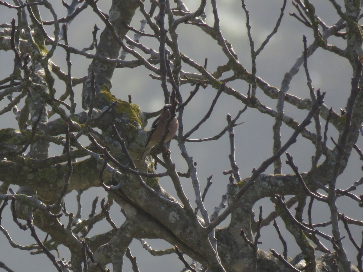 Common Chaffinch - ML142795271