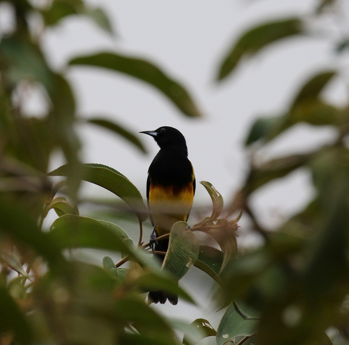 Black-cowled Oriole - ML142796051