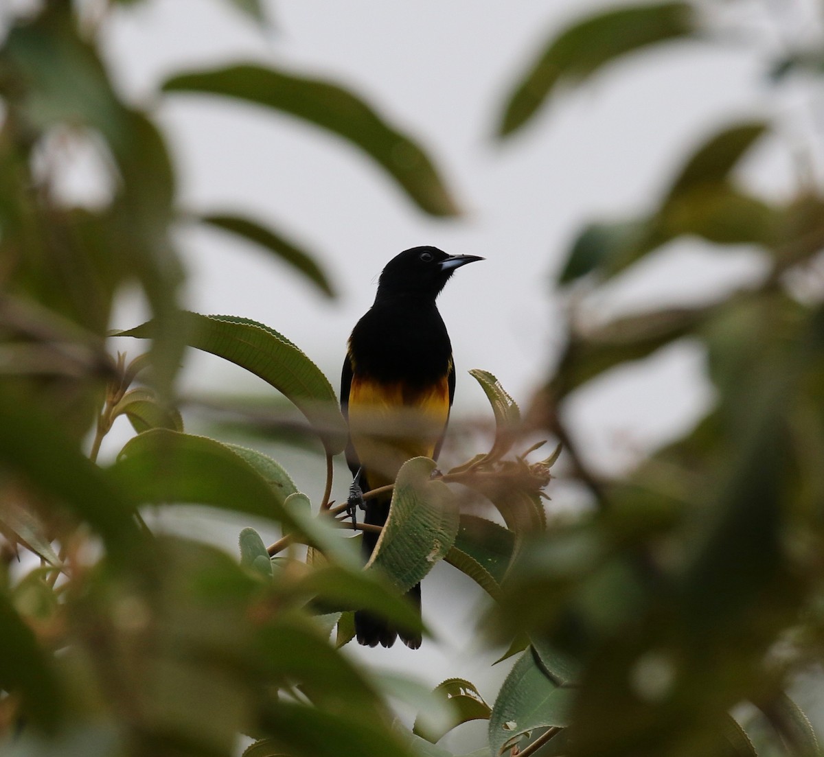 Black-cowled Oriole - ML142796061