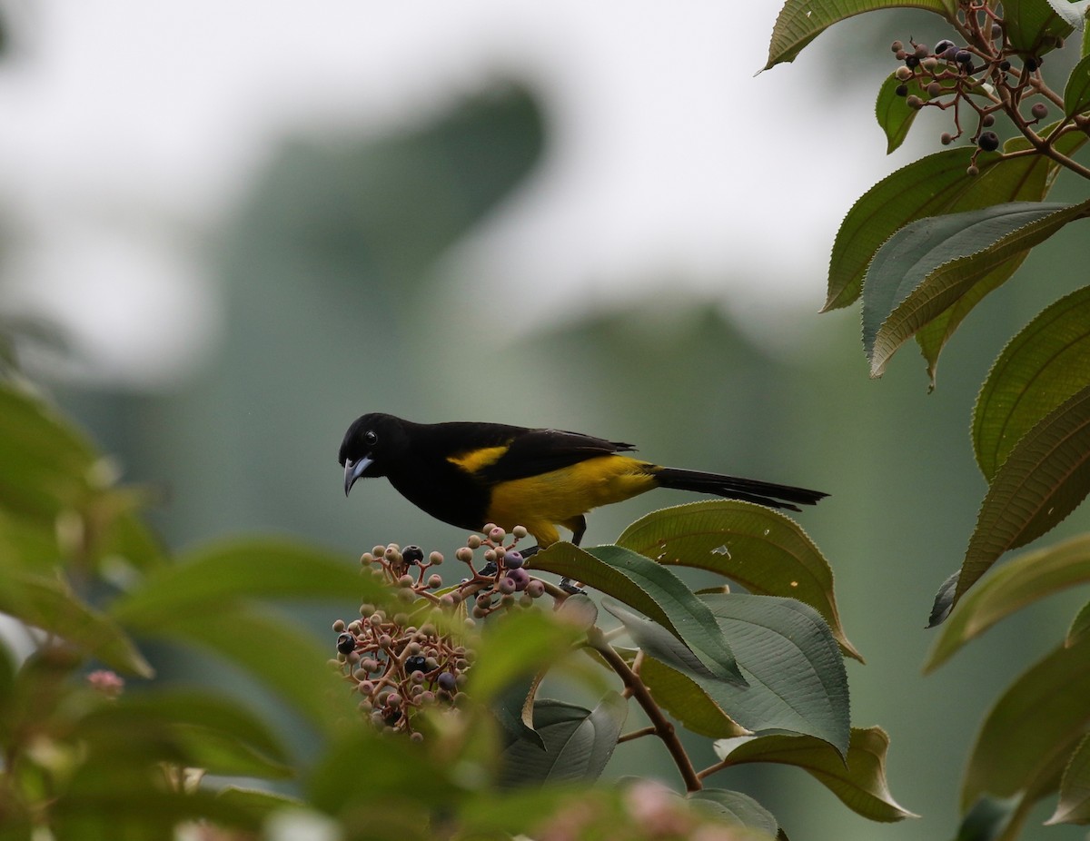 Black-cowled Oriole - ML142796081