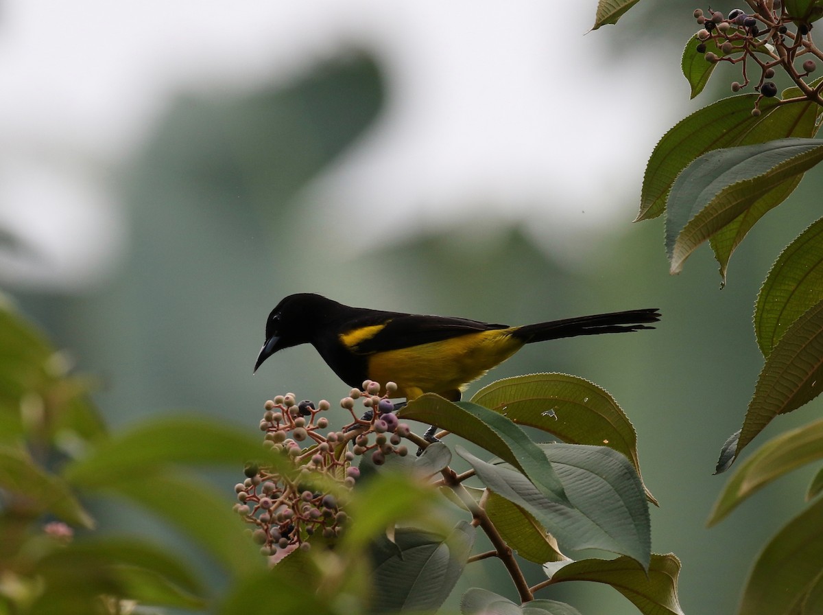 Black-cowled Oriole - ML142796091