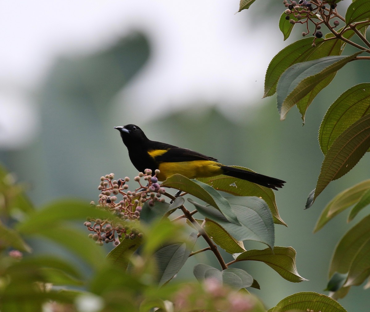 Black-cowled Oriole - ML142796101