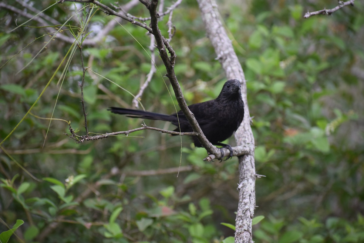 Groove-billed Ani - Kathy Morales Eric Julson