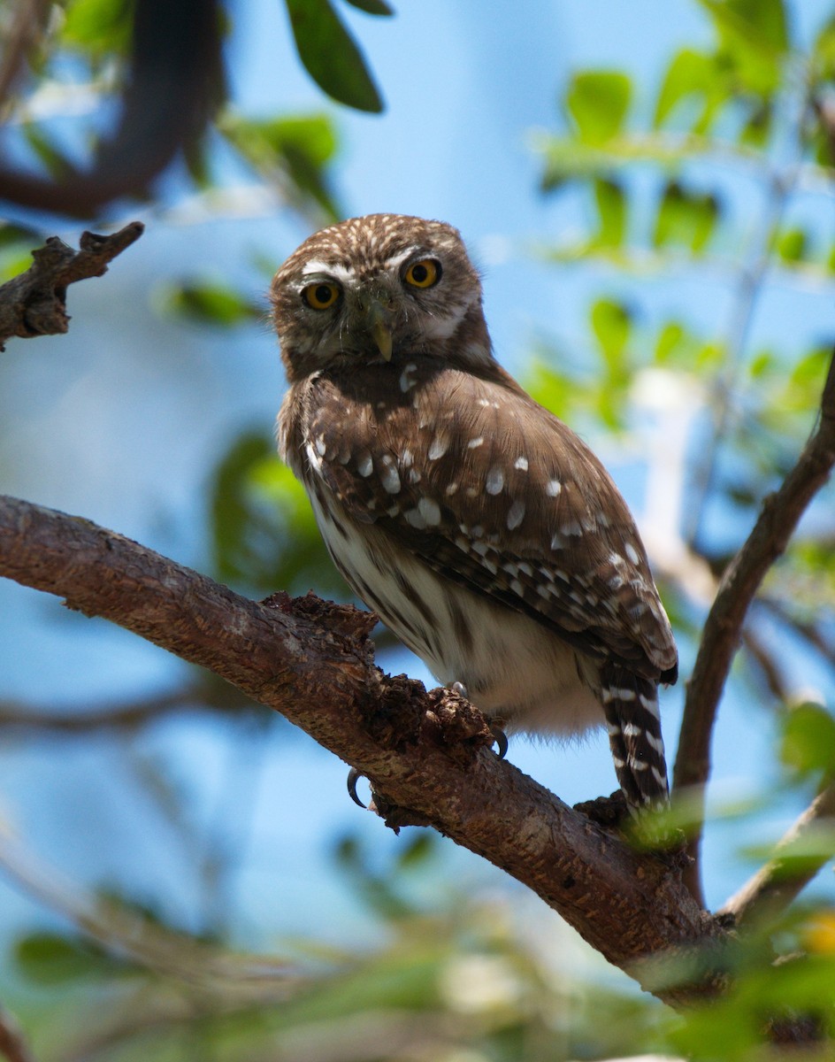 Ferruginous Pygmy-Owl - ML142798411