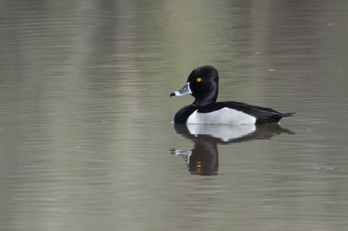 Ring-necked Duck - Jerry Bombardier