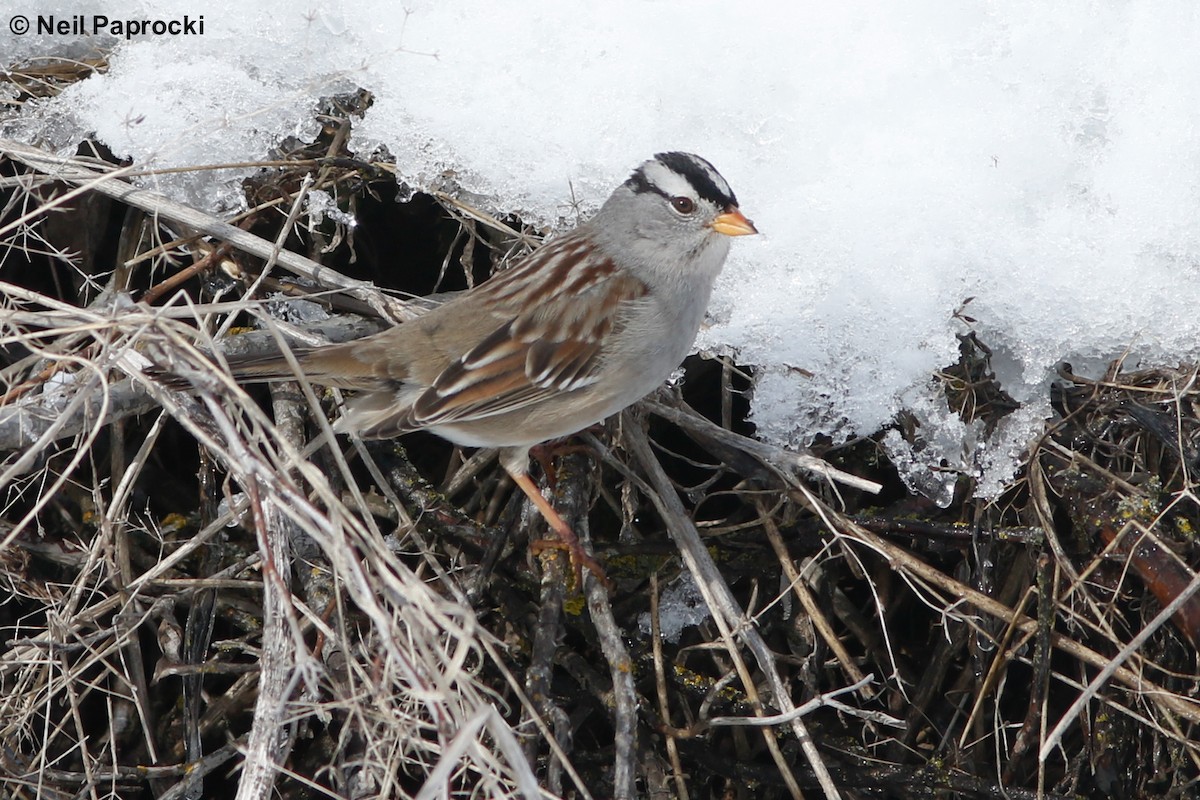 White-crowned Sparrow - Neil Paprocki