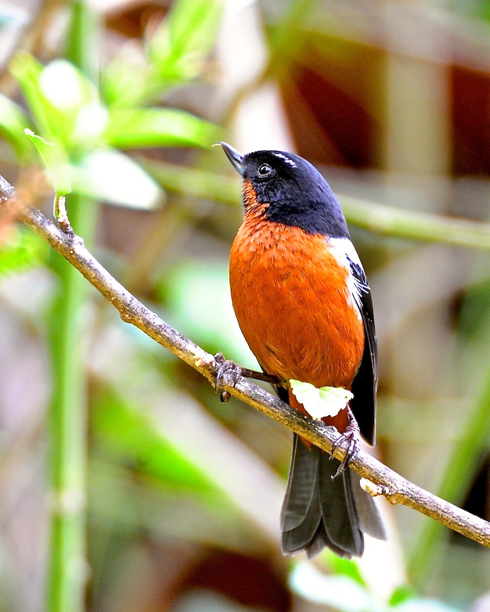 Black-throated Flowerpiercer - ML142800881