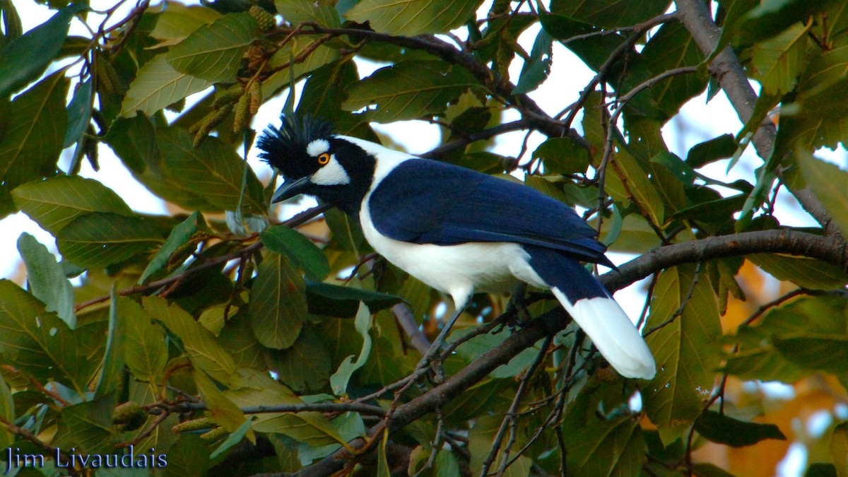 Tufted Jay - ML142801371