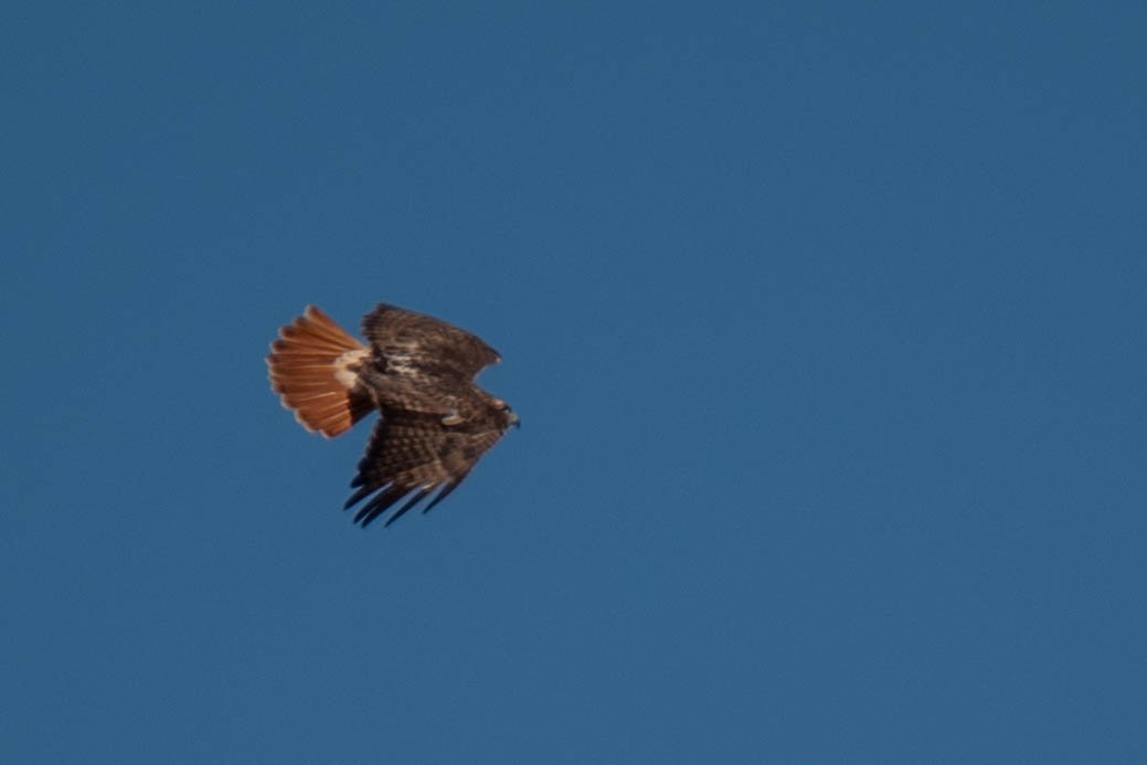 Red-tailed Hawk - ML142801481