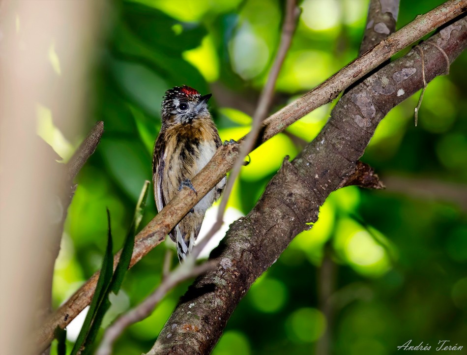 Mottled Piculet - Andrés  Terán