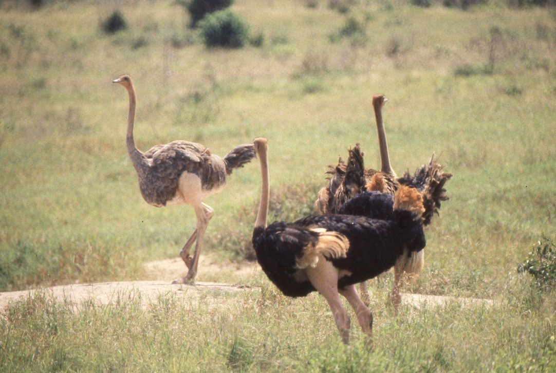 Common Ostrich - David Fraser