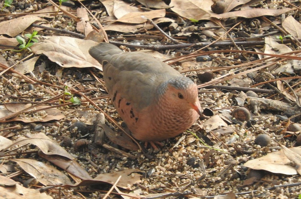 Common Ground Dove - Milton Hobbs