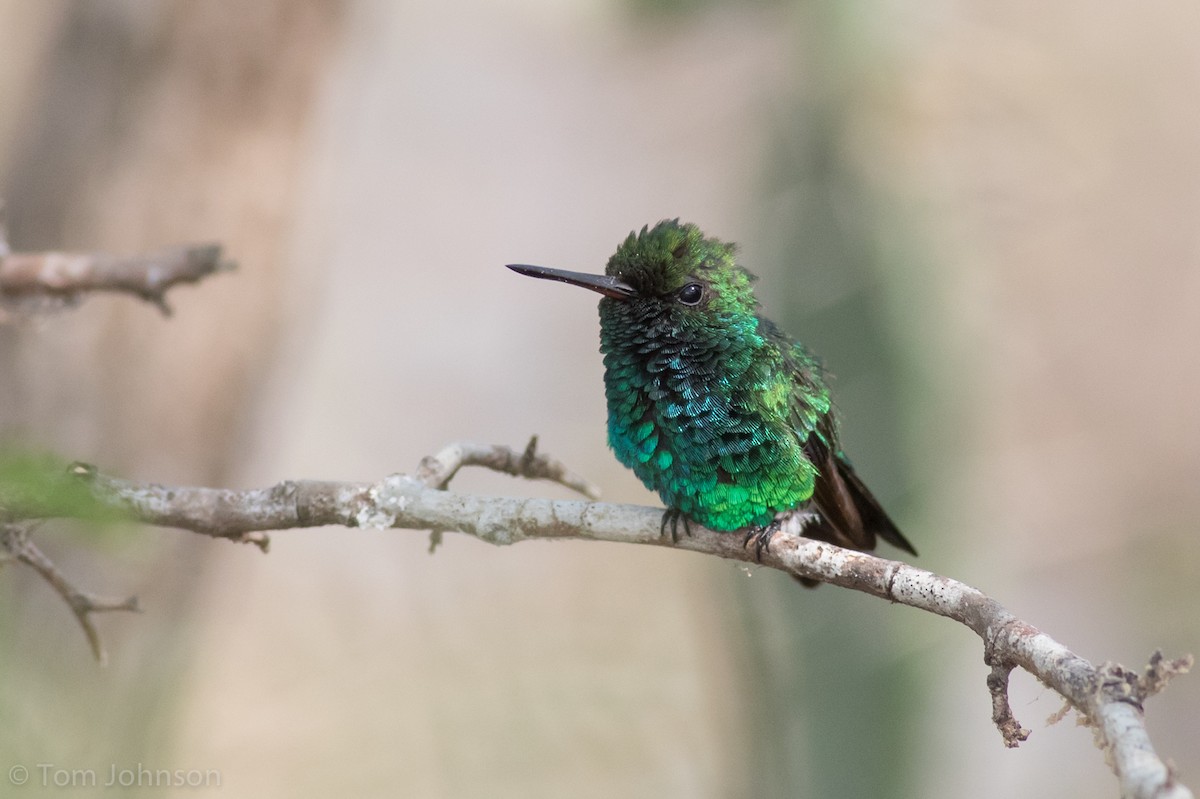 Red-billed Emerald - Tom Johnson