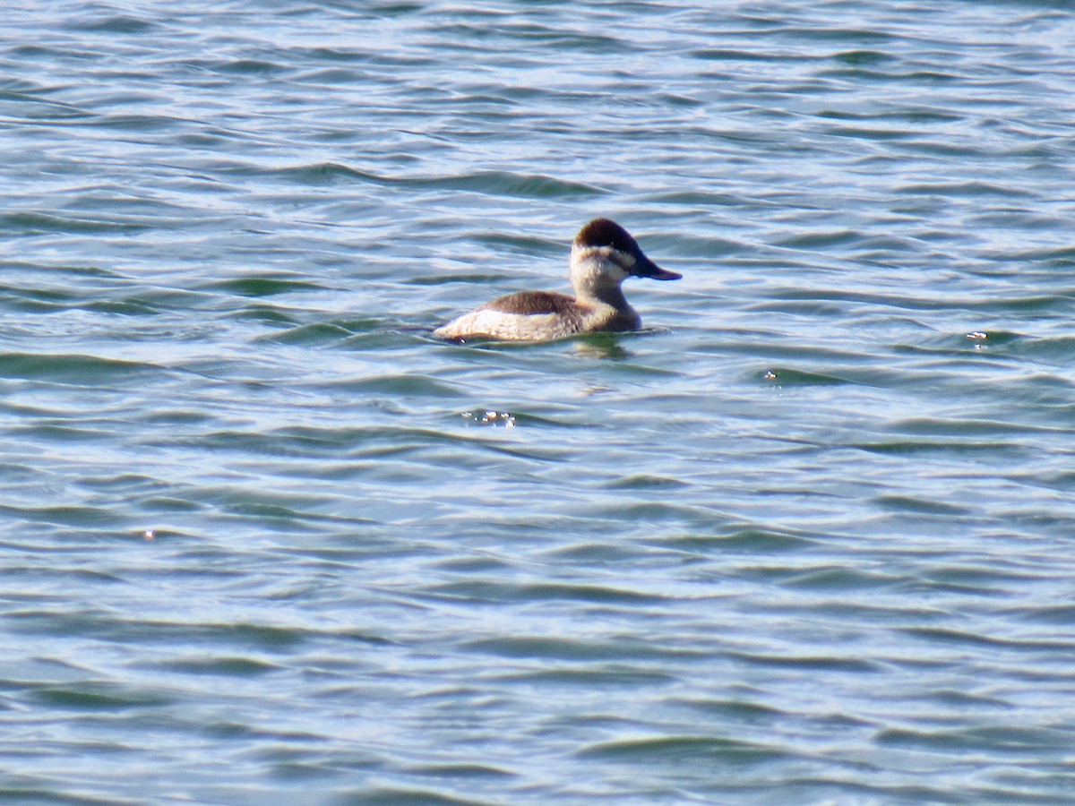 Ruddy Duck - ML142805241