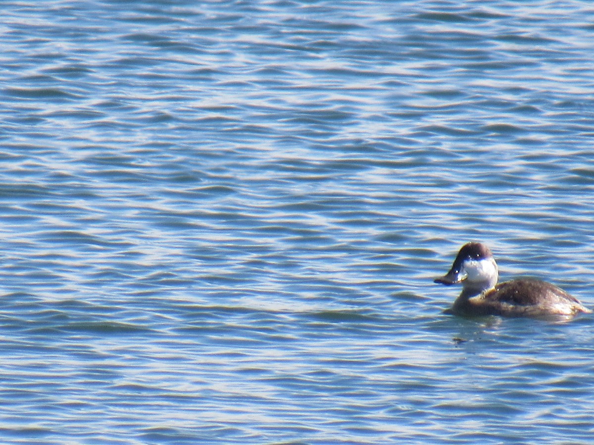 Ruddy Duck - ML142805291