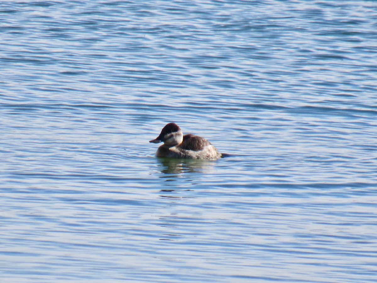 Ruddy Duck - ML142805451