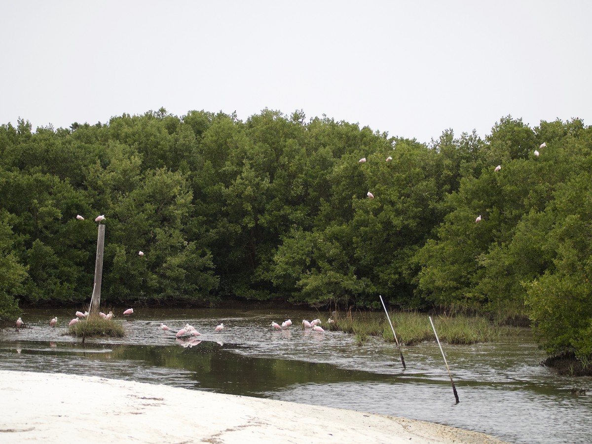 Roseate Spoonbill - ML142805861