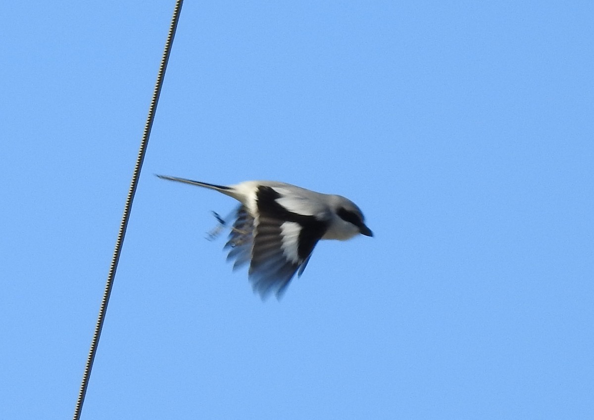 Pie-grièche migratrice - ML142807711