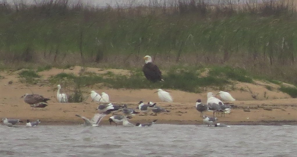 Glaucous Gull - ML142808401