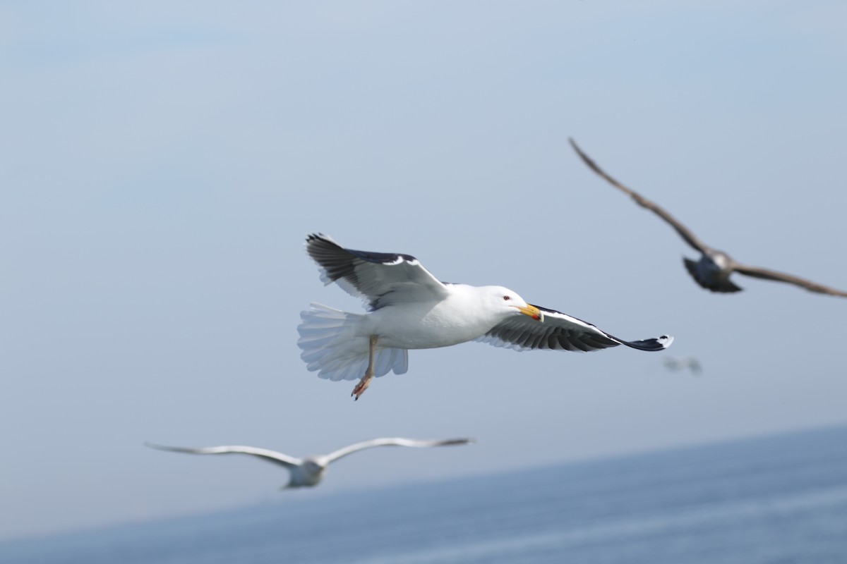 Lesser Black-backed Gull - Ezra Staengl