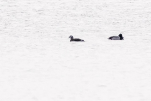 Long-tailed Duck - ML142811881