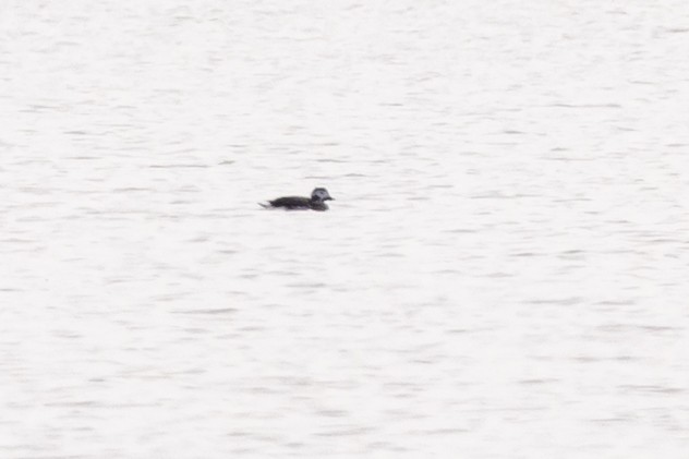 Long-tailed Duck - ML142811891