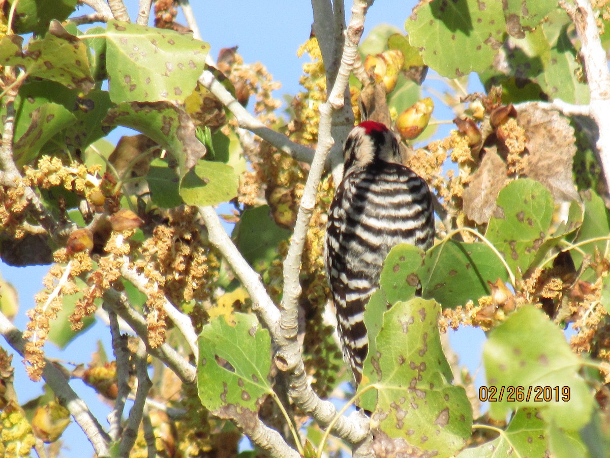 Ladder-backed Woodpecker - ML142815731